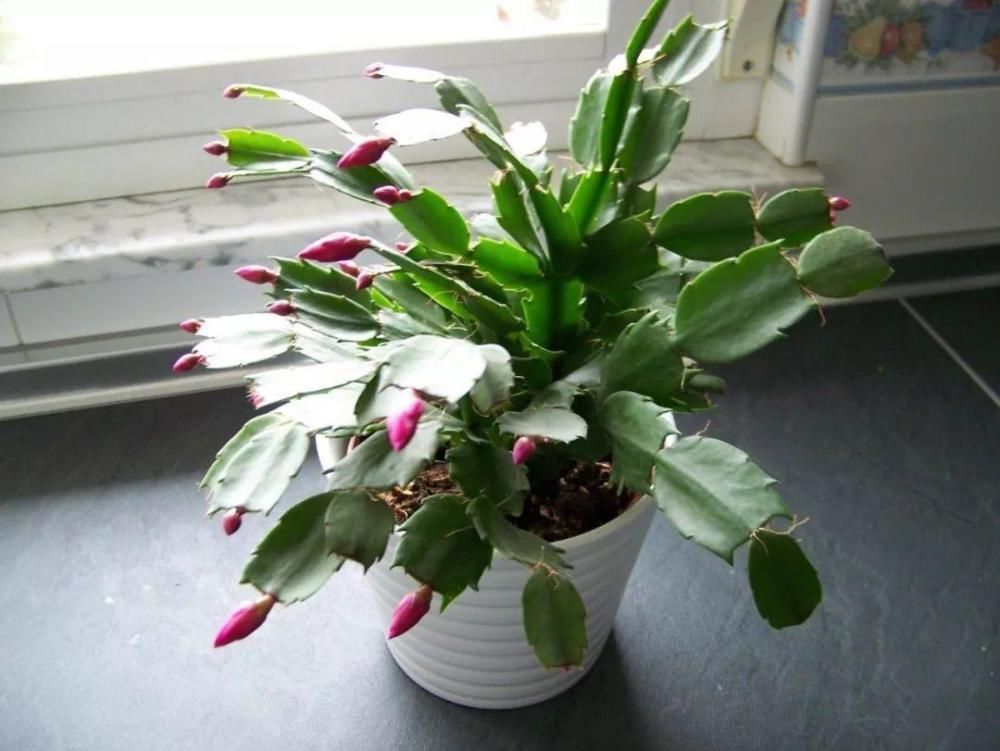 君子兰、蟹爪兰钟爱的这种水，冬天来一杯，花苞爆增