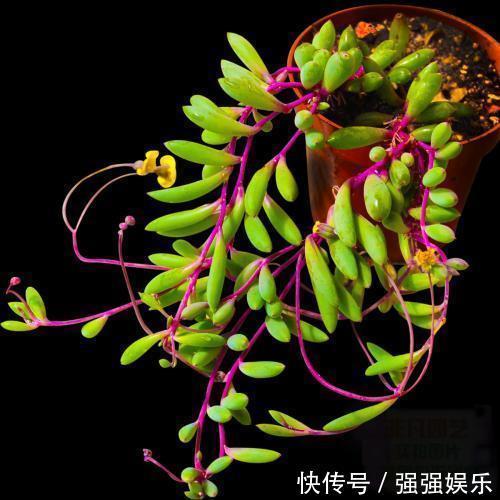 吊兰|3种多肉能养成“吊兰”,随便扔盆里“生根、发芽”,轻松爆盆