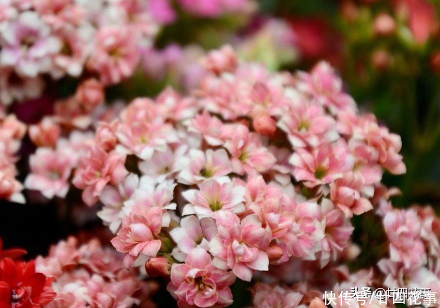 家养长寿花,8月底做件事,做到位复花容易,耽误了年底难见花