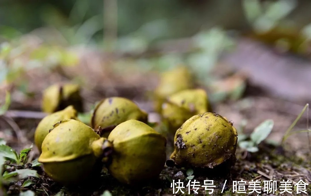 兰根|用花生种植兰花？很多人第一步就错了，正确的技巧是这样的
