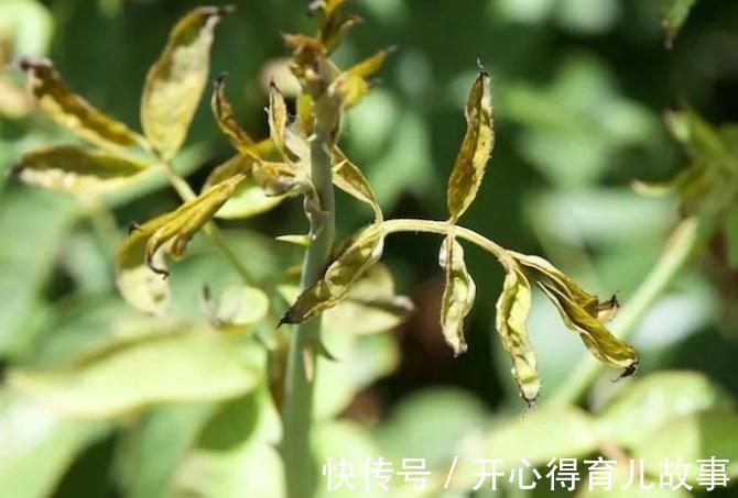 月季的叶片很多瘢痕还畸形,芽也黑了,怎么回事,是小虫在作怪