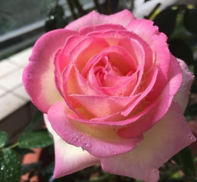 发枝|聪明人都养4种花,开花又大又艳,可以净化空气,还能帮助睡眠