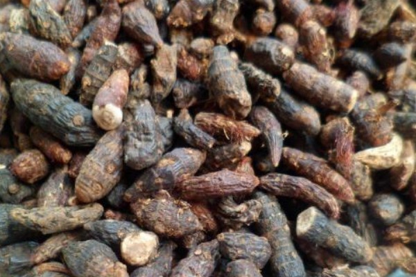 野生|它叫香附子,常被乡下人“嫌弃”,却不知是珍贵野生草药