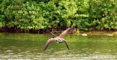《山海经》中的四翼神鸟,如今在长白山被发现,原来是它?