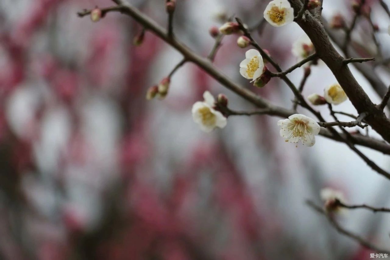 傲雪|梅花竞相开放了