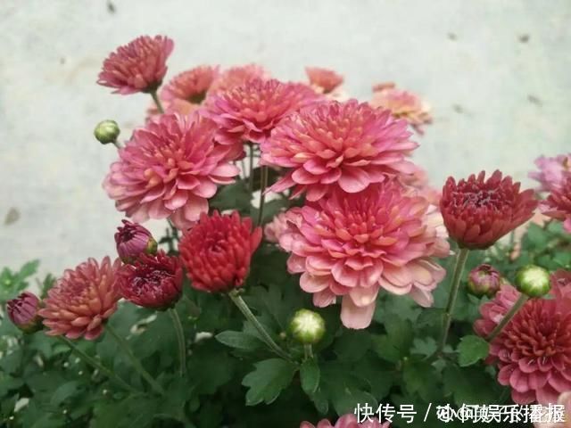 公认难养的20种花，养一盆死一盆，下次还敢买