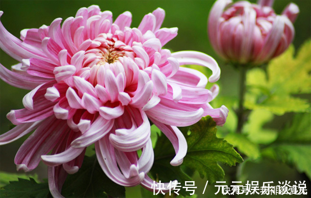 毒素|女性爱美,坚持吃“3朵金花”,排出毒素,净化血液,滋养子宫