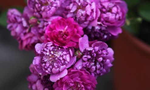 喜欢玫瑰，不如试试“高档玫瑰”甜蜜马车，花团锦簇，花开爆盆美