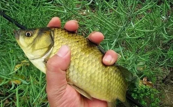 冬季作钓,记住以下技巧,连杆大板鲫不是难事