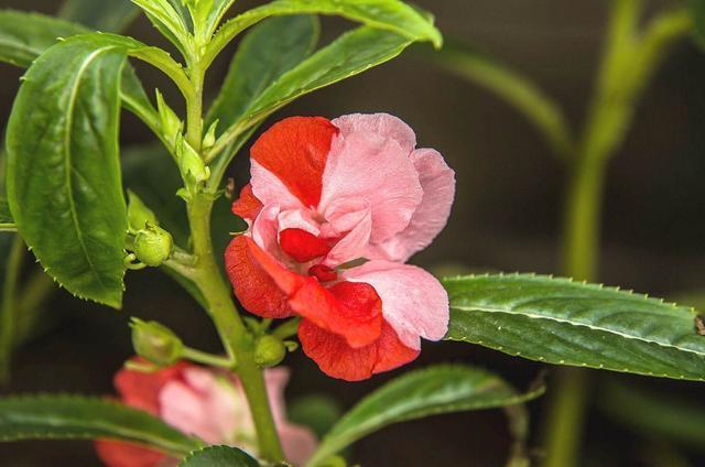 养花就养此3种,花朵硕大颜色鲜艳,好养易活爆盆容易,人见人爱