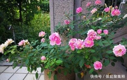 春天，养这“8种花”，一年“300多天”有花看，美死了！