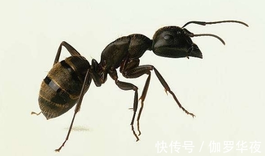 命体!道德经暗藏玄机,老子2000年前参透四维空间?或许老子没死