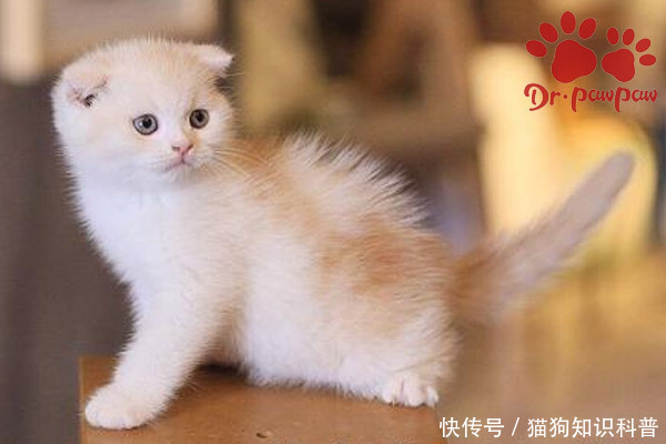 感冒|普安特 幼猫感冒了怎么办用简单的方法