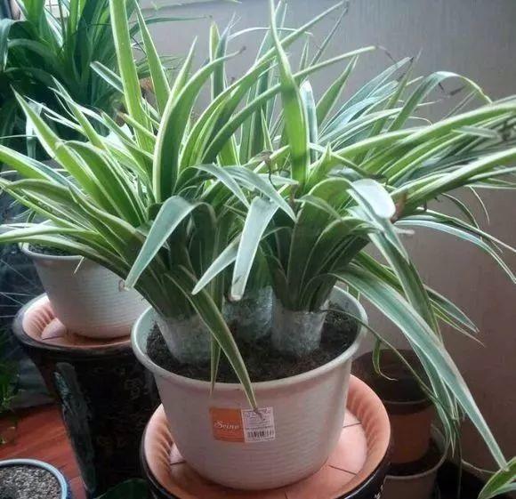 扦插|不用扦插,养花1盆变10盆,把根一掰,成活率翻倍!