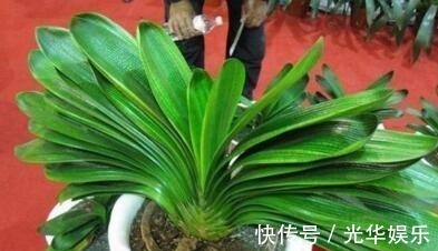 液体|家家都有的一种“液体”,君子兰吃“1勺”,疯长如白菜,花还多