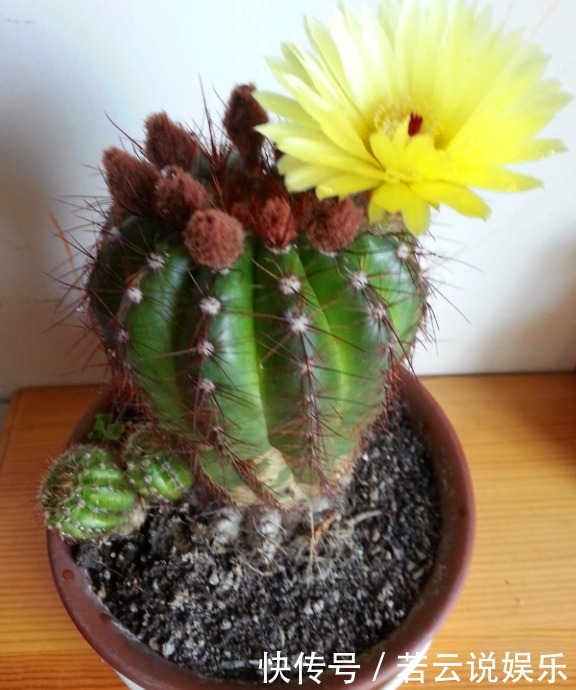 高温环境下,有“1种植物”最好养,不仅越晒越旺,还不用常浇水