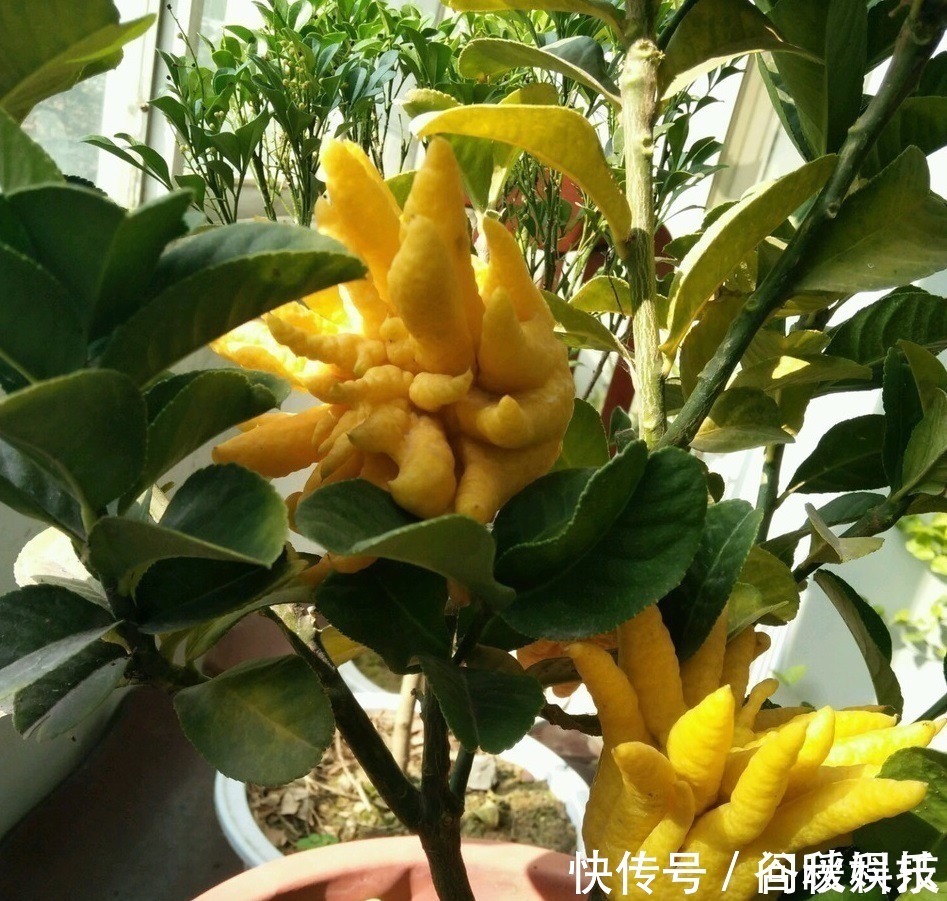 盆栽|家里摆上10种花,越来越兴旺、发达,个个都是“吉祥”花