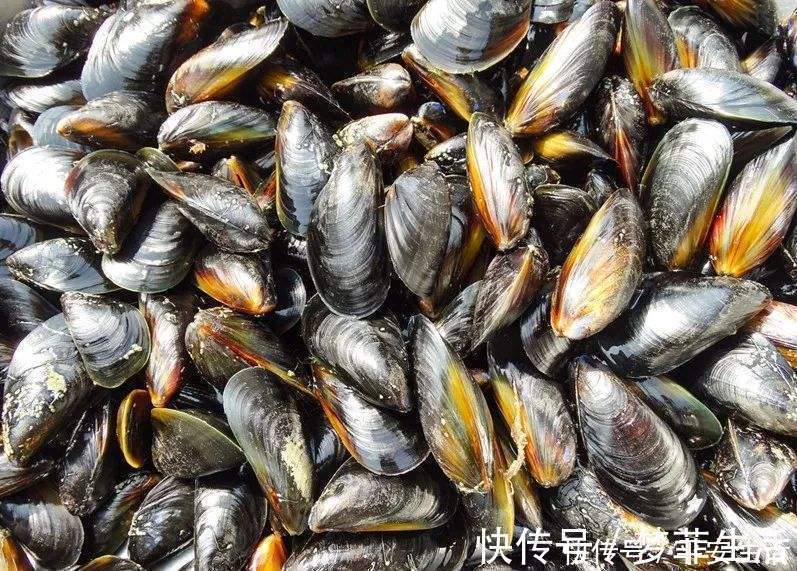 生蚝|听名字误以为是蔬菜,被称“海中鸡蛋”,比鱼虾营养,比生蚝鲜美