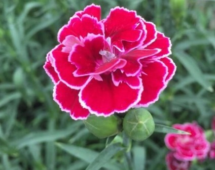 此花,一开就90天,花大色艳胜芍药,香气四溢 ,新手也能养爆盆