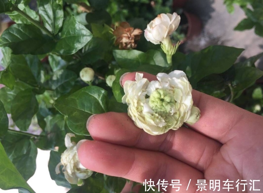 植株|被誉为最香的茉莉虎头，盆栽照顾到位，一年开花3、4次