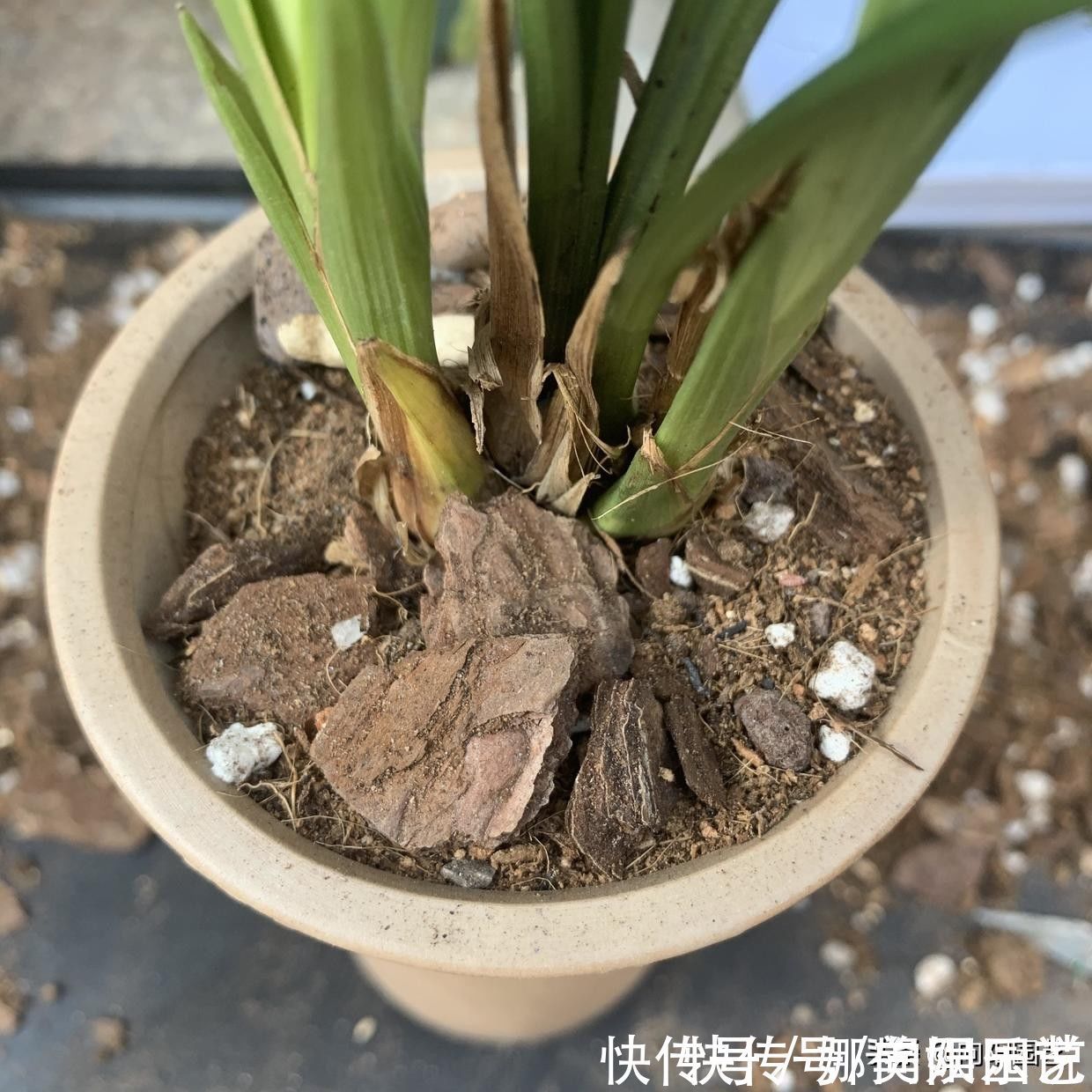 种兰花，植料不用买，公园里捡一些松树皮，养兰花促进开花