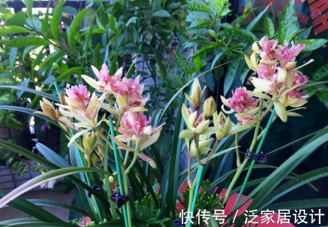 奇花|花朵多香味浓,建兰奇花之王,观赏价值极高,若见到,别错过