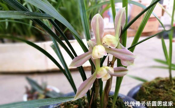 施肥|养兰花“2懒1勤”别守规矩,新芽冒不停,花箭半米高