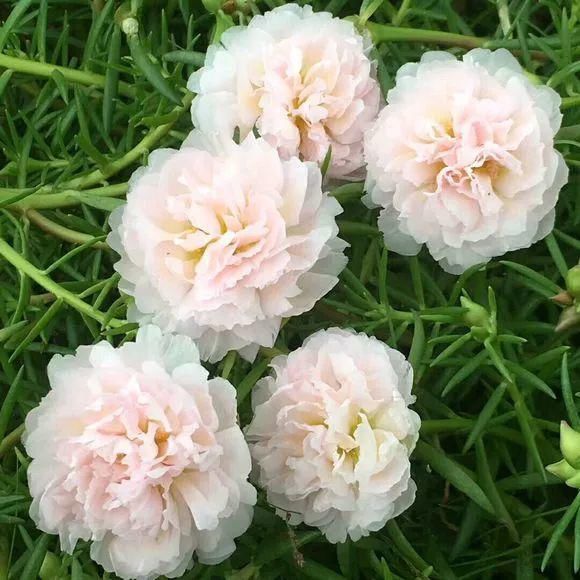 6种花不怕晒，越晒花越多，一开200天不停歇！