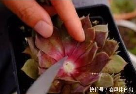 多菌灵用处大,养花离不了,防烂根黄叶,便宜又好用,养花一级棒