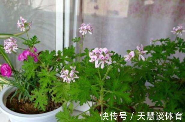 薄荷|“蚊子”不喜欢的“3种花”，现在养一盆，夏天正好驱蚊虫