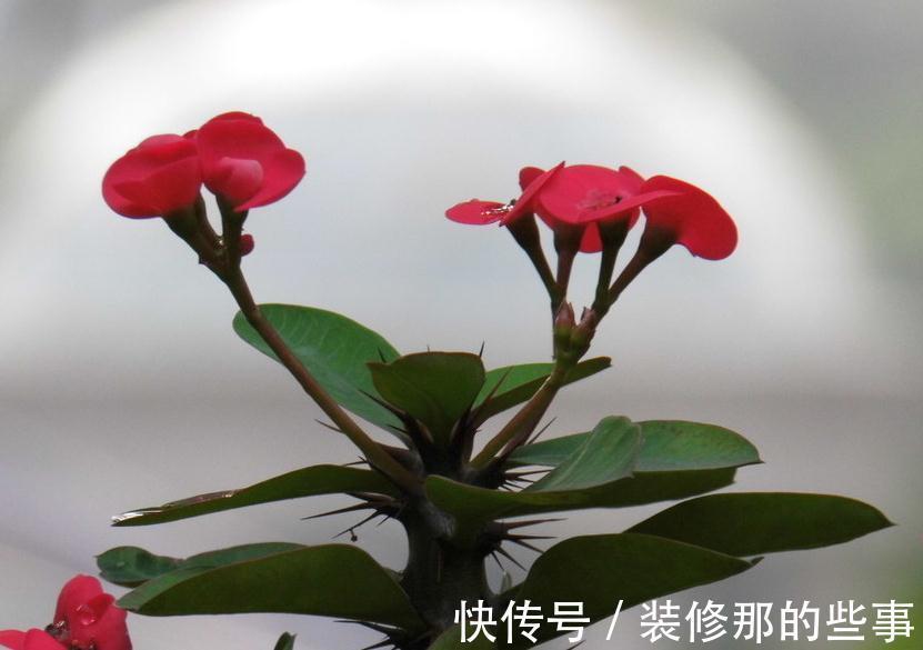 优秀的室内盆栽植物虎刺梅，应该怎么养才能花繁叶茂呢