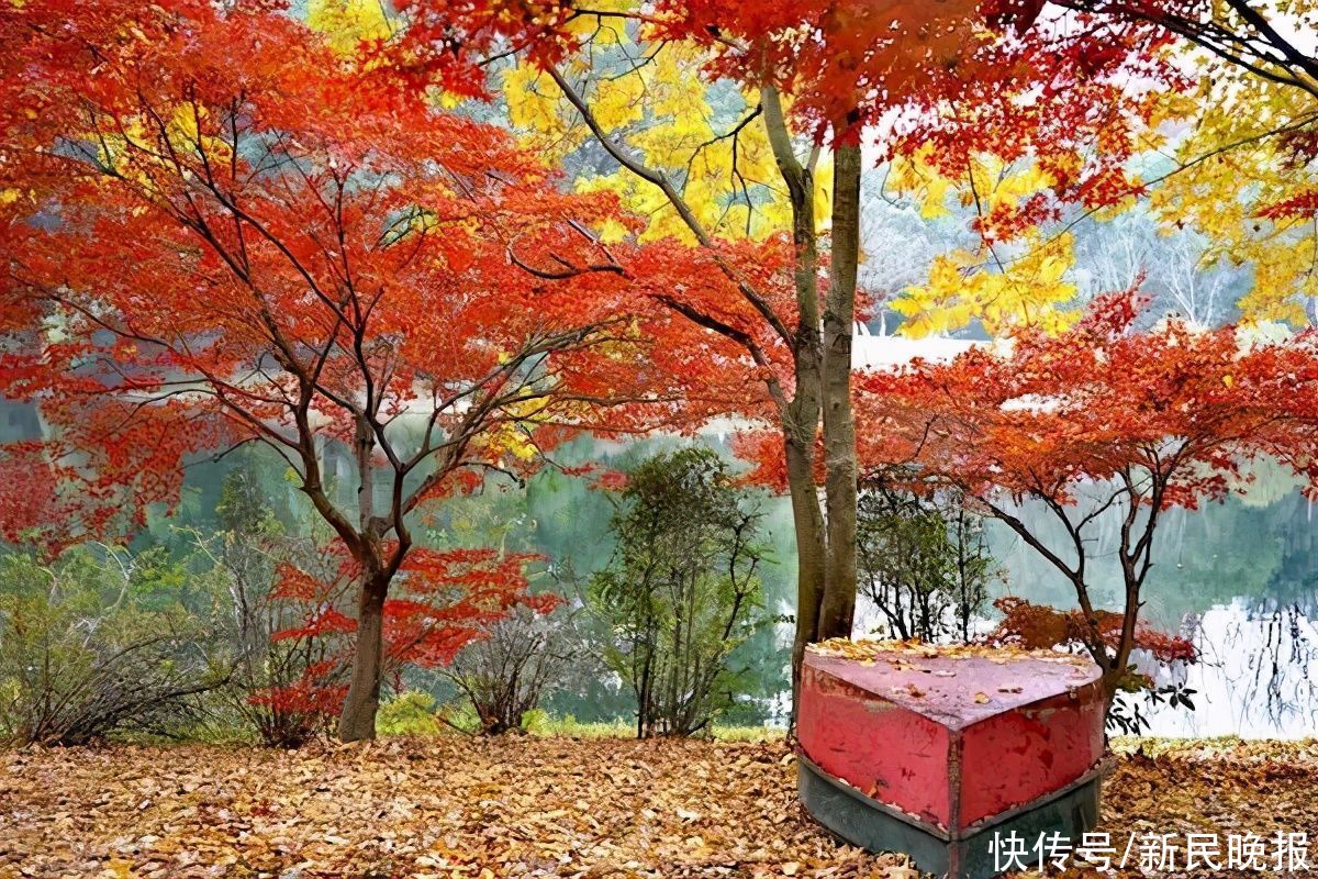 腊梅|秋叶还舍不得走，上海植物园第一朵腊梅开了
