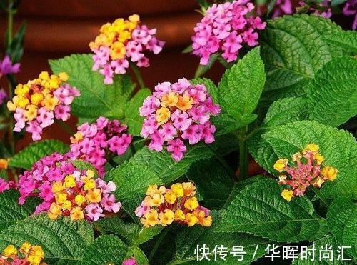 夹竹桃|这四种花不能随意养!虽然外表好看,但实际上却是有毒的!