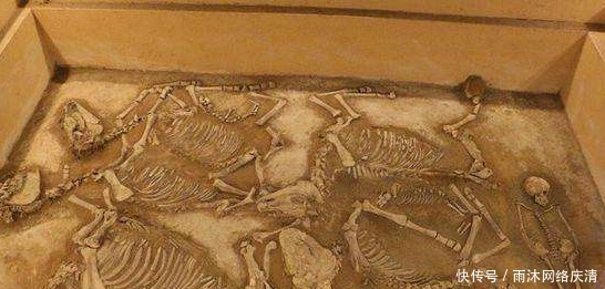 打开|秦始皇祖母墓打开后,专家获得重大发现,里边存有绝迹多年的动物