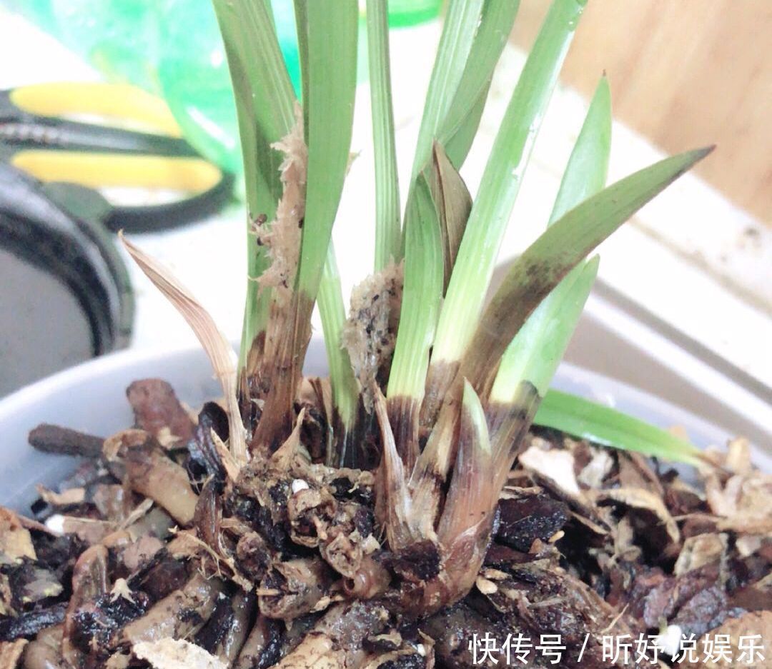 秋季养墨兰,做不到3点,春节开花是做梦,秋季花芽破土很关键