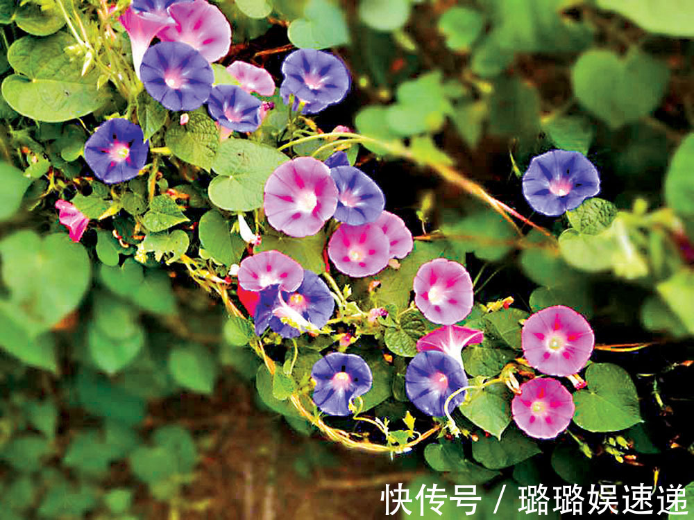 提个醒在山地灌丛中遇见此野花，一定要拔回家，现在知道还不晚