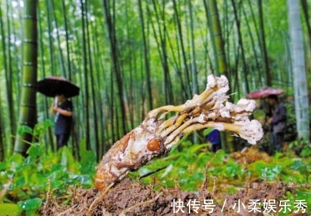 野花|20年前践踏的“野花”，价值比“冬虫夏草”更珍贵，见到要珍惜！