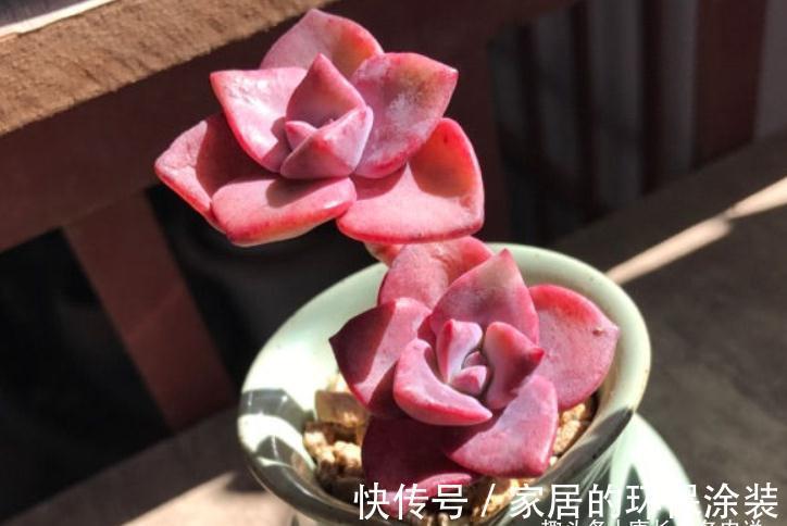 叶片|多肉秋季补全计划——不管新手or老手，来一棵软糯粉紫的彩虹糖吧