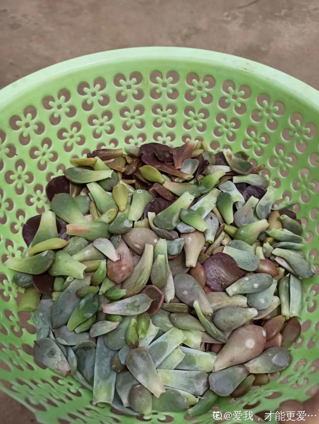 叶片|8种花夏天太容易死,现在赶紧扦插,死了也不心疼!