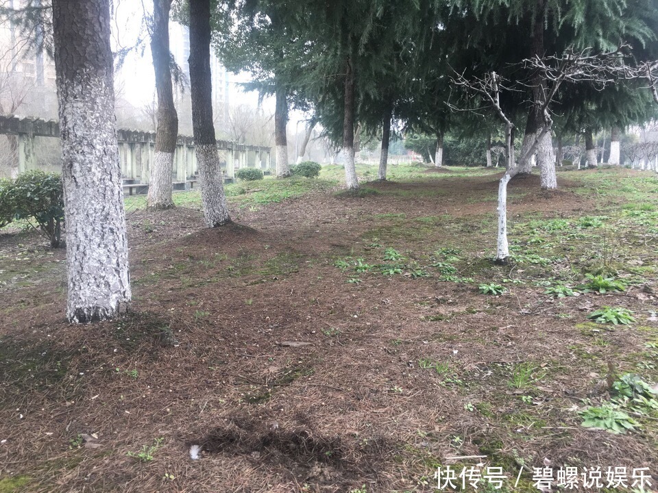 养花土“别买”，出门挖“2桶”，花卉不烂根、不黄叶，根粗叶绿