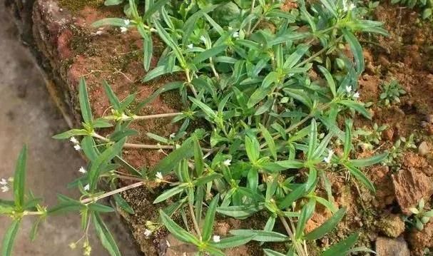 恶性肿瘤|此中药有“抗肿瘤”的妙用,很受老中医的欢迎,可名字却很奇怪