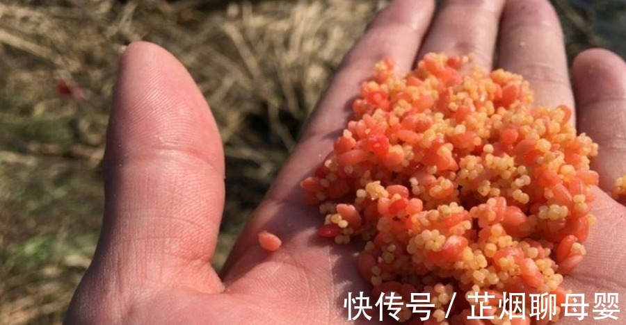 冬钓阳|上钩的鲫鱼不够大？三十年老钓手：冬天不用这狠招就亏大了