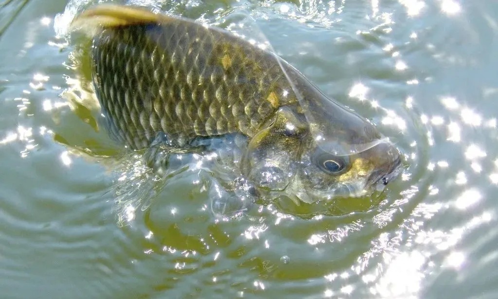 秋末冬初,钓鲫鱼,浅谈子线和钩型的实用选择技巧