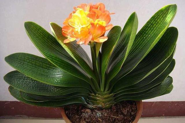 长寿花|爱喝“油”的4种花,盆里每周来1勺,根壮叶绿,当花肥真好用!