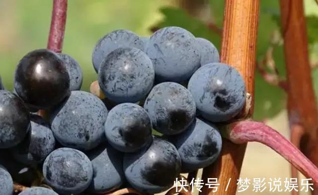 葡萄籽|家里4样水果一定要常买!活血降压、防癌,全是“大病克星”