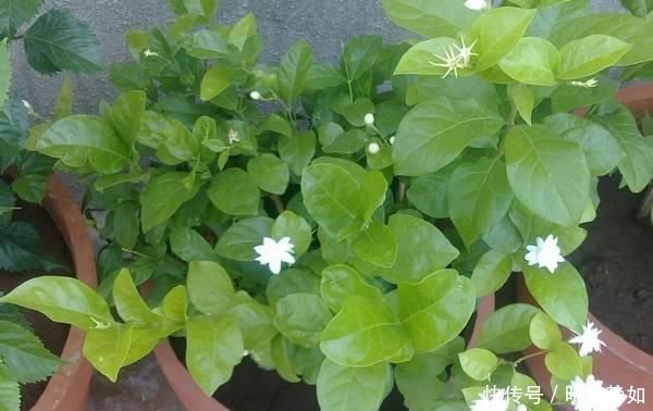 这样剪几刀,枯萎的花立马冒新芽,10天就能蹭蹭开花