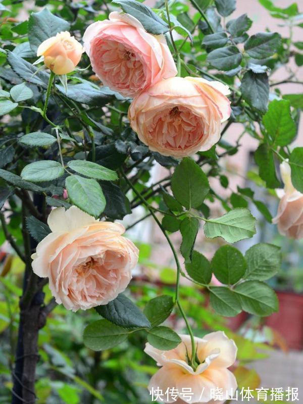 最值得养的6种月季,抗病性强,四季开花易爆盆,阳台庭院都能养