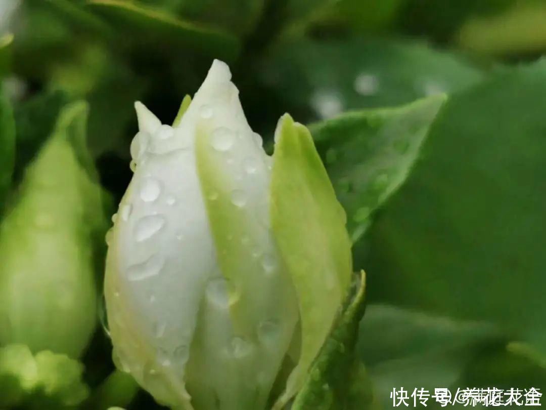 入夏前，10种花要赶紧施肥，不然以后没花看