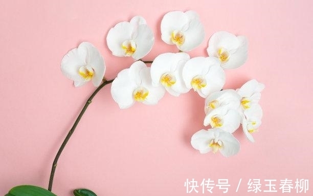 处女座|12月初，旧爱离去，爱意重生，心软原谅，缠绵相依，携手一生