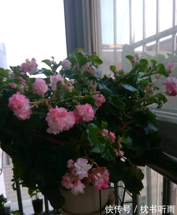 封闭阳台养啥花?这款很不错,花叶俱美,打理简单,冬天也有花看